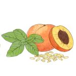 Colomba pesca candita, camomilla e burronocciola<br>750 gr